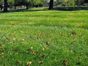 Oak Woods Cemetery Section F Division 3