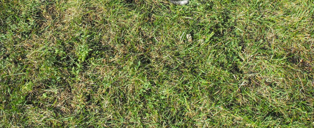Sunken headstone in Rosehill Cemetery, Chicago Illinois
