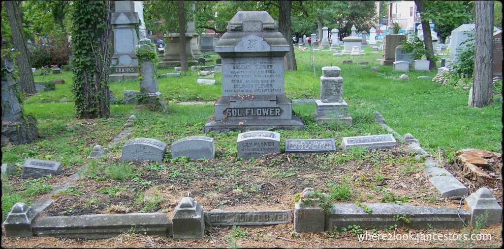 flower, family plot_8581